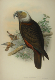 John Gould's Birds of Australia